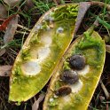 Gymnocladus dioica graine